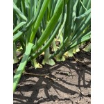 Б'янка F1 10000 насіння білої озимої цибулі, Libra Seeds, Італія